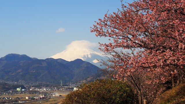 仲春の西平畑公園から望む富士山