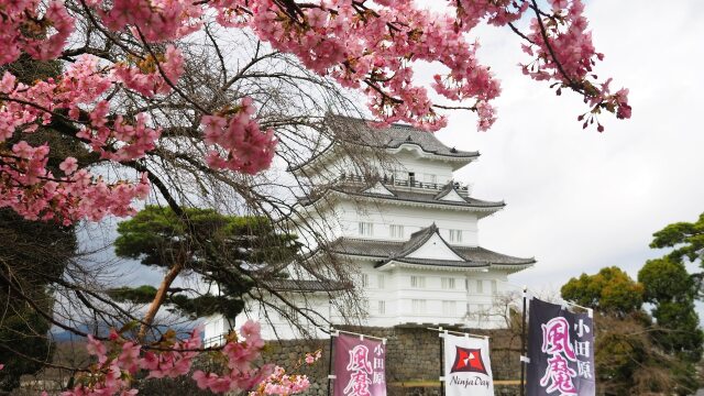 小田原城と河津桜