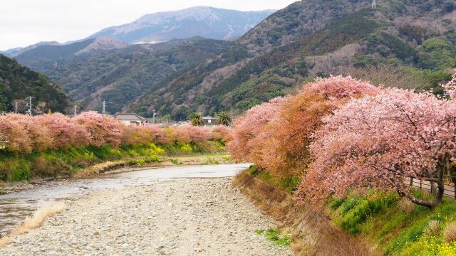 河津町の河津桜