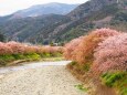 河津町の河津桜