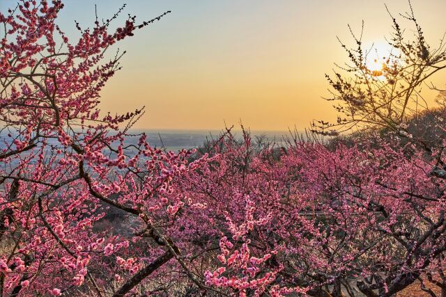 筑波山梅林