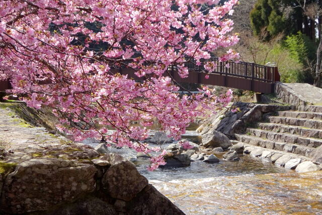 満開 水辺の河津桜