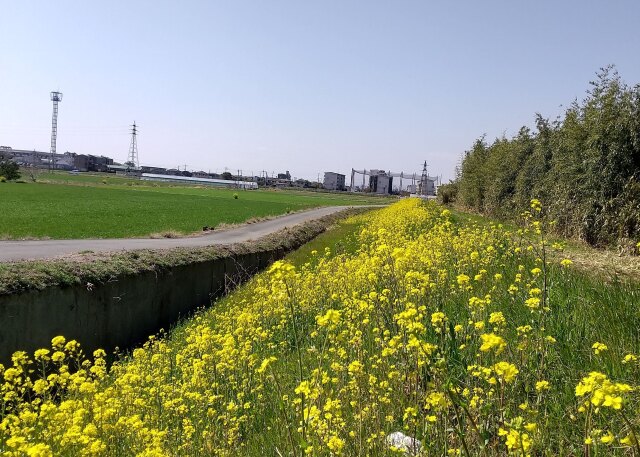 広川の土手の菜の花