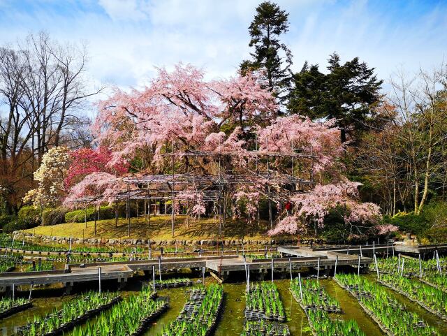 京都府立植物園