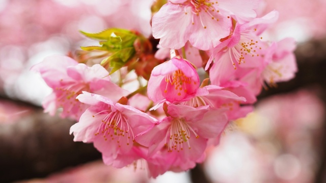 三浦海岸の河津桜