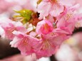 三浦海岸の河津桜