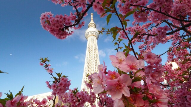 東武橋の河津桜とスカイツリー