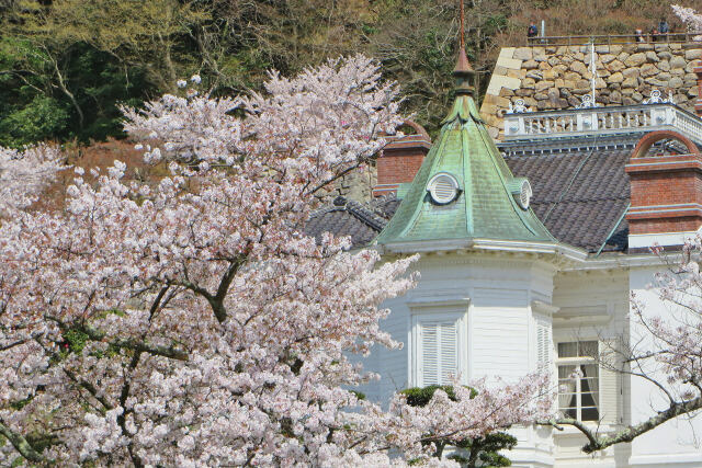 待ち遠しい桜の季節