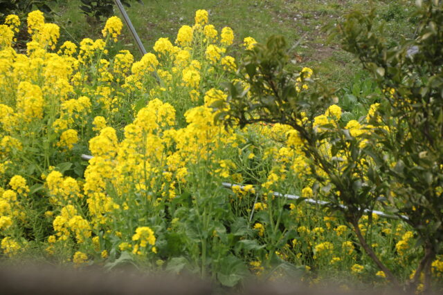 満開の菜の花