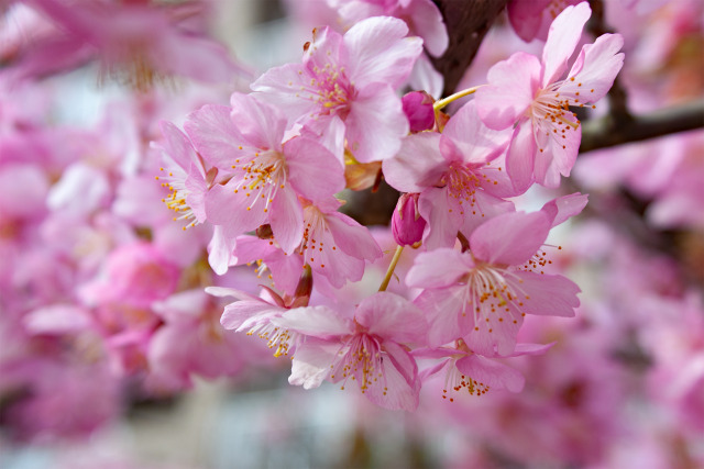 満開の河津桜