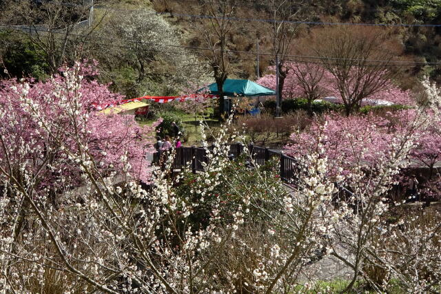 白梅と河津桜の春景色