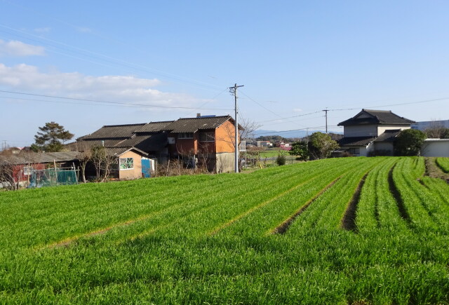 麦の緑の里の春