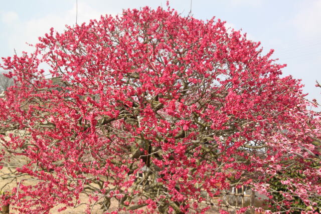 赤い梅の花