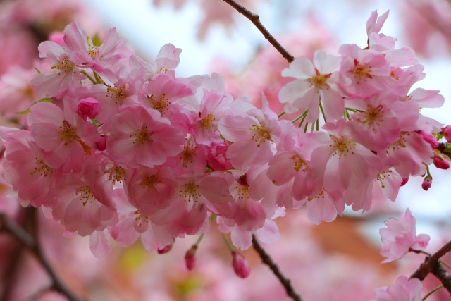 春をつげる花