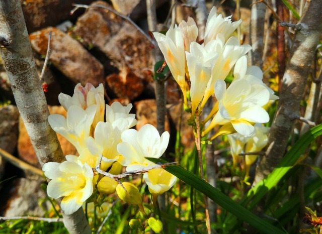 春の花