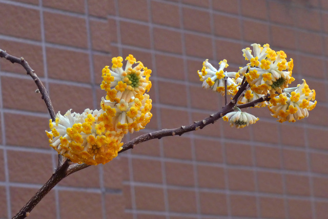 ミツマタの花