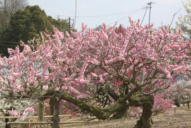 満開の梅畑