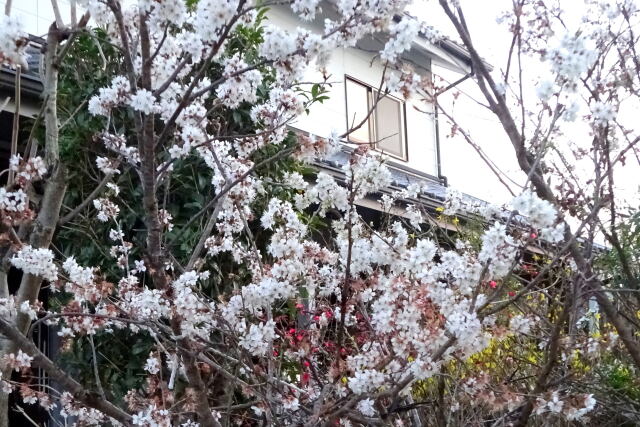 軒先に咲く早咲きの桜