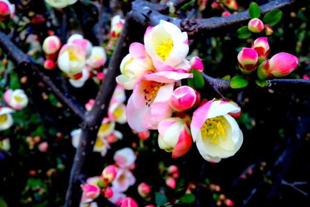 咲き始めた木瓜の花