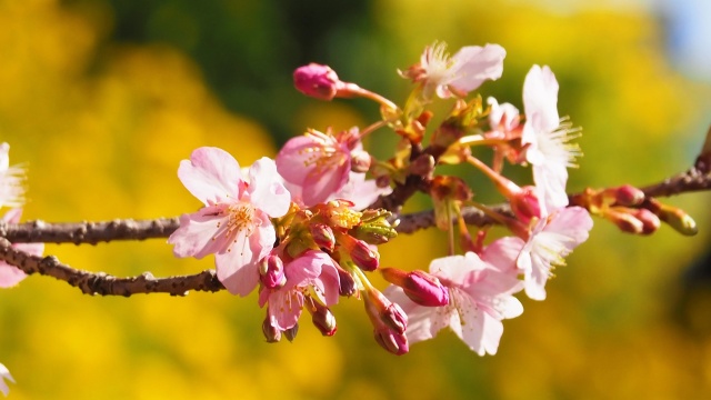 西平畑公園の河津桜