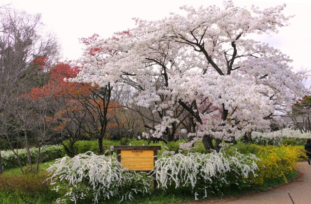 京都府立植物園