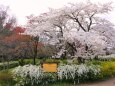 京都府立植物園