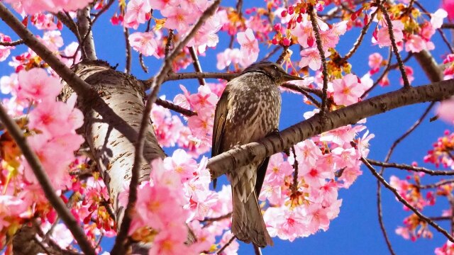 旧中川の河津桜とヒヨドリ