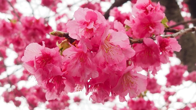 河津町の河津桜