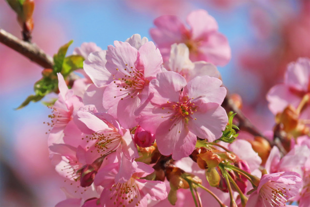 早咲きの桜