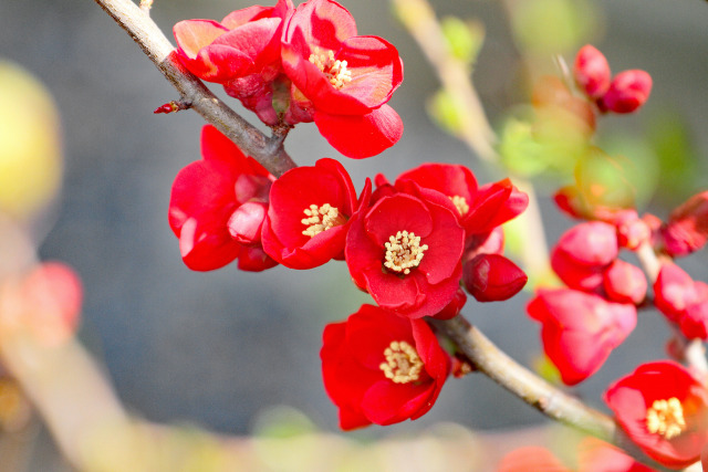 木瓜の花