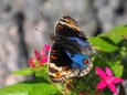 多摩動物公園の花と蝶