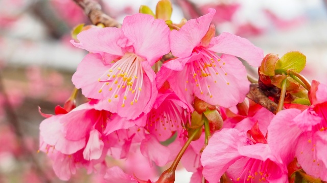 河津町の河津桜