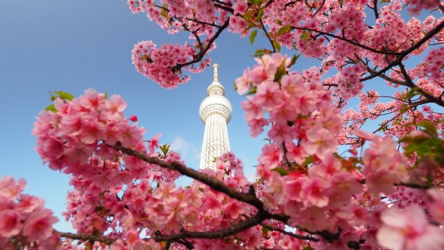 東武橋の河津桜とスカイツリー