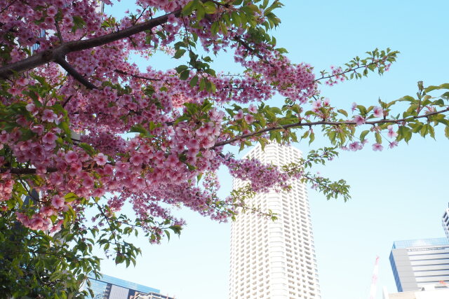 街角の桜