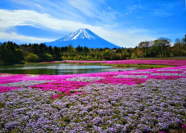 本栖湖芝桜