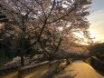 室町塀と桜