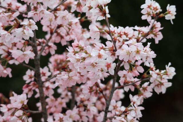 寒緋桜