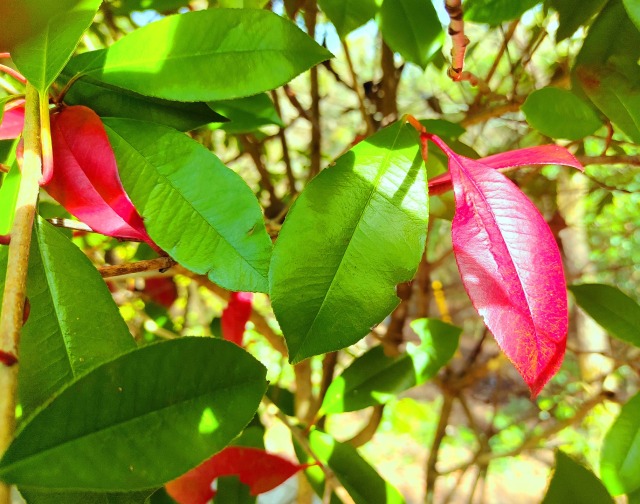 春の植物