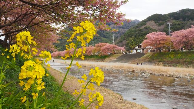 河津町の河津桜と菜の花