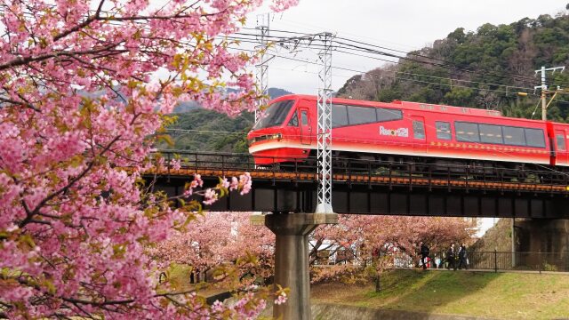 河津町の河津桜と伊豆急行