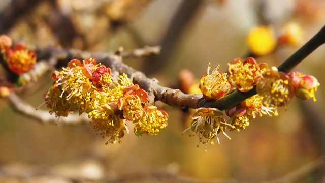 弘道館の梅(花弁退化)