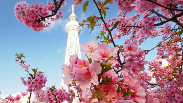 東武橋の河津桜とスカイツリー