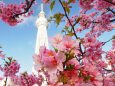 東武橋の河津桜とスカイツリー