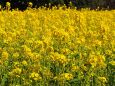 浜離宮恩賜庭園の菜の花