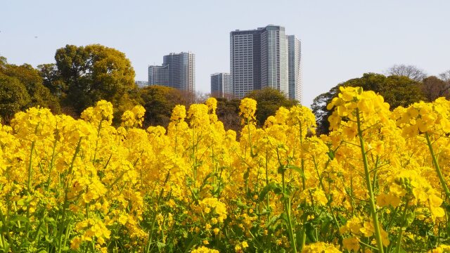 浜離宮恩賜庭園の菜の花