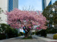 桜祭り