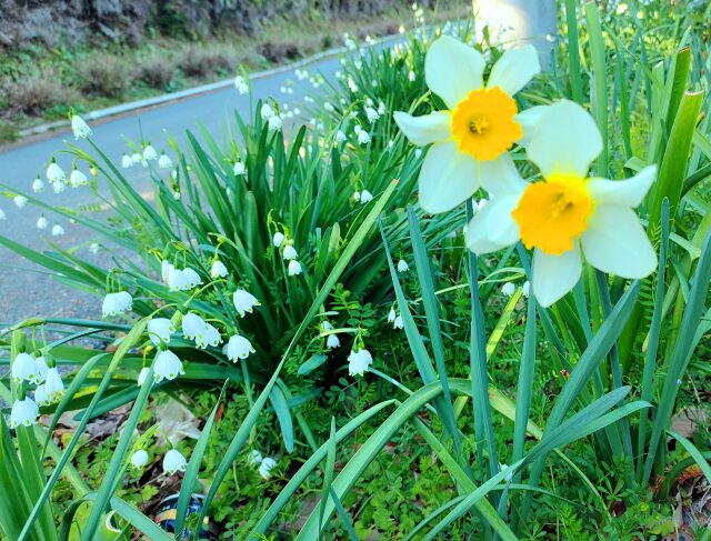 春の花