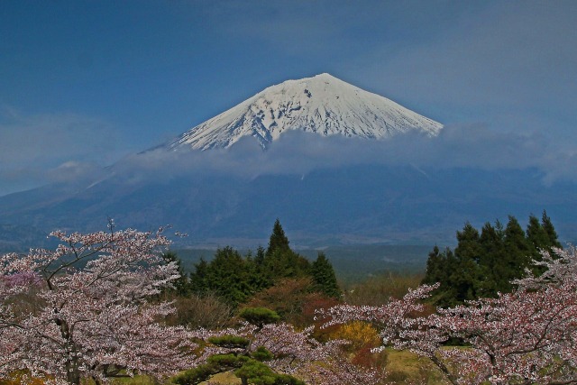 桜に浮かぶ