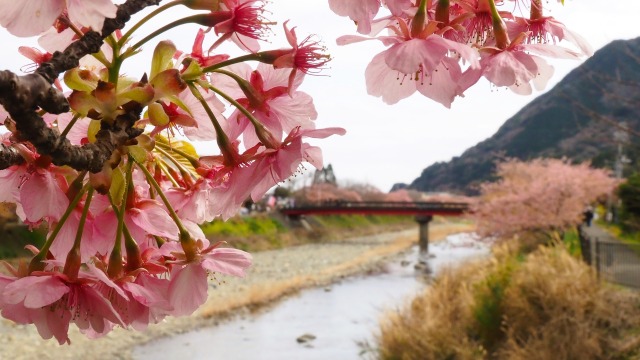 河津町の河津桜