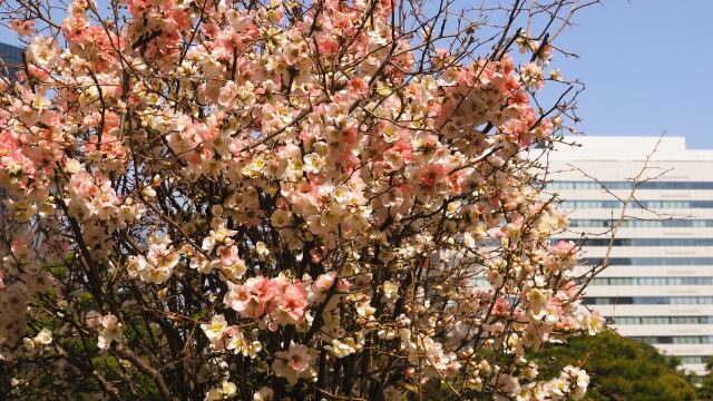 浜離宮恩賜庭園の木瓜